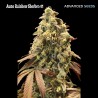Auto Rainbow Sherbet 11 · Advanced Seeds · semillas de marihuana · AutoFem