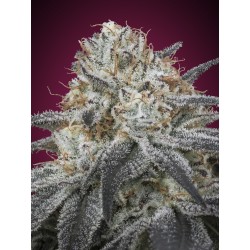 Auto Slurricane · Advanced...