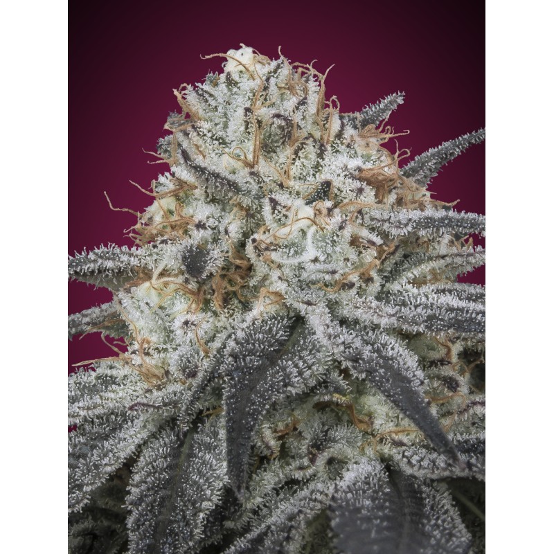 Auto Slurricane · Advanced Seeds · kenevir tohum - Disi · AutoFem