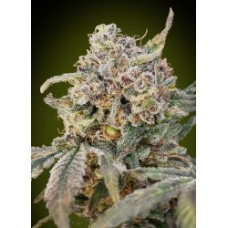 Auto Somango Glue ·...