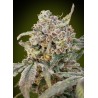 Auto Somango Glue · Advanced Seeds · sementes de maconha · AutoFem