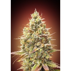 Auto Strawberry Banana ·...