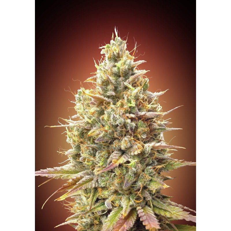 Auto Strawberry Banana · Advanced Seeds · sementes de maconha · AutoFem