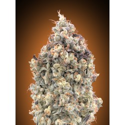 Auto Watermelon OG ·...