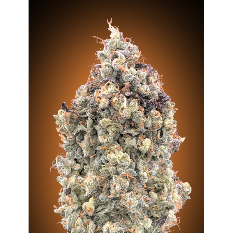 Auto Watermelon OG · Advanced Seeds · sementes de maconha · AutoFem