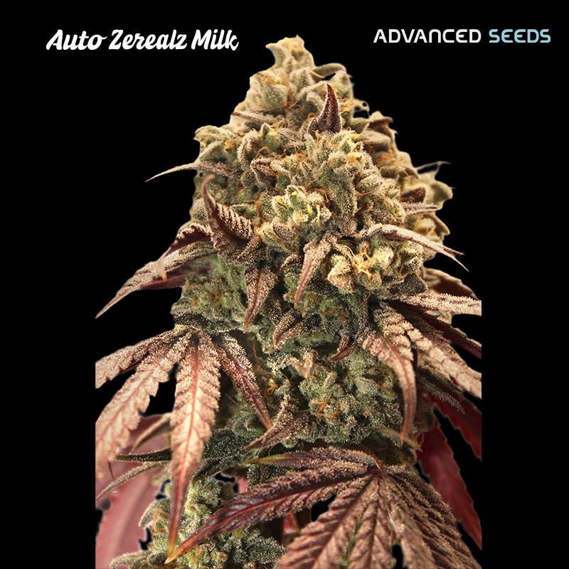 Auto Zerealz Milk · Advanced Seeds · kenevir tohum - Disi · AutoFem