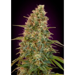 Auto Zkittlez · Advanced...