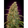 Auto Zkittlez · Advanced Seeds · kenevir tohum - Disi · AutoFem