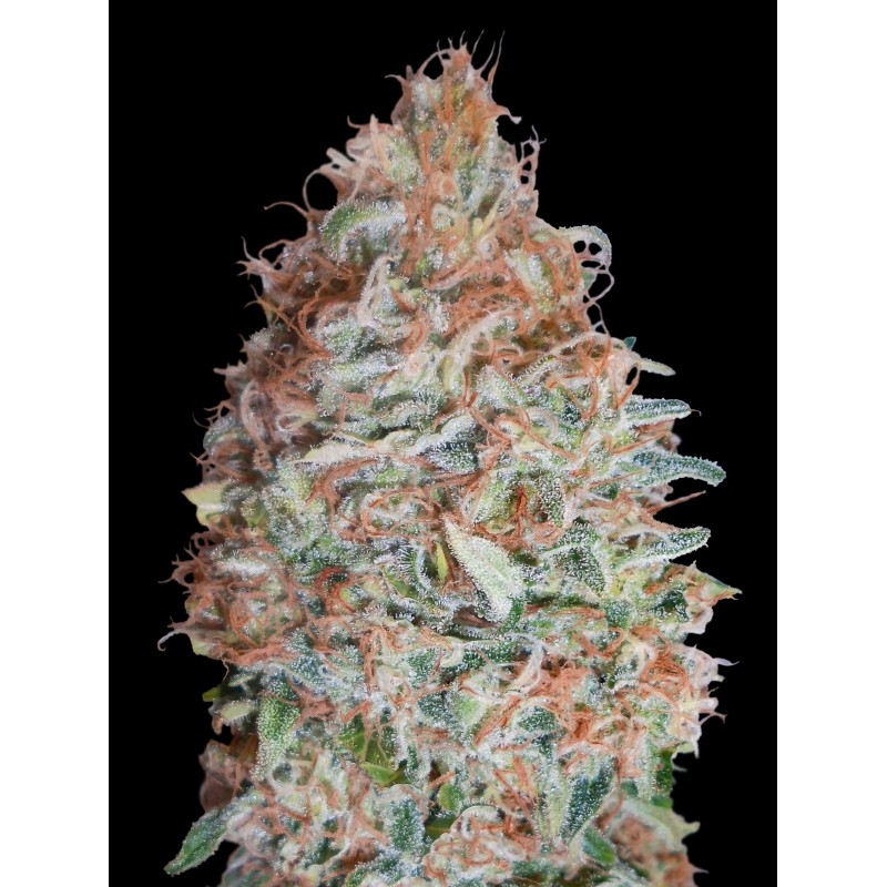 Banana Cookies · Advanced Seeds · graines de cannabis · Fem