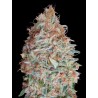 Banana Cookies · Advanced Seeds · cannabis seeds · Fem