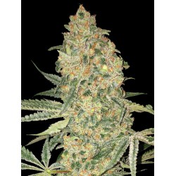 Bruce Banner · Advanced...