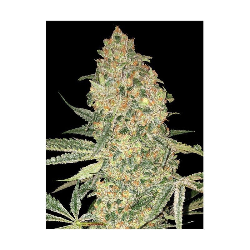 Bruce Banner · Advanced Seeds · cannabis seeds · Fem