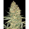 Bruce Banner · Advanced Seeds · semillas de marihuana · Fem