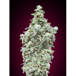 Cherry Pie · Advanced Seeds...
