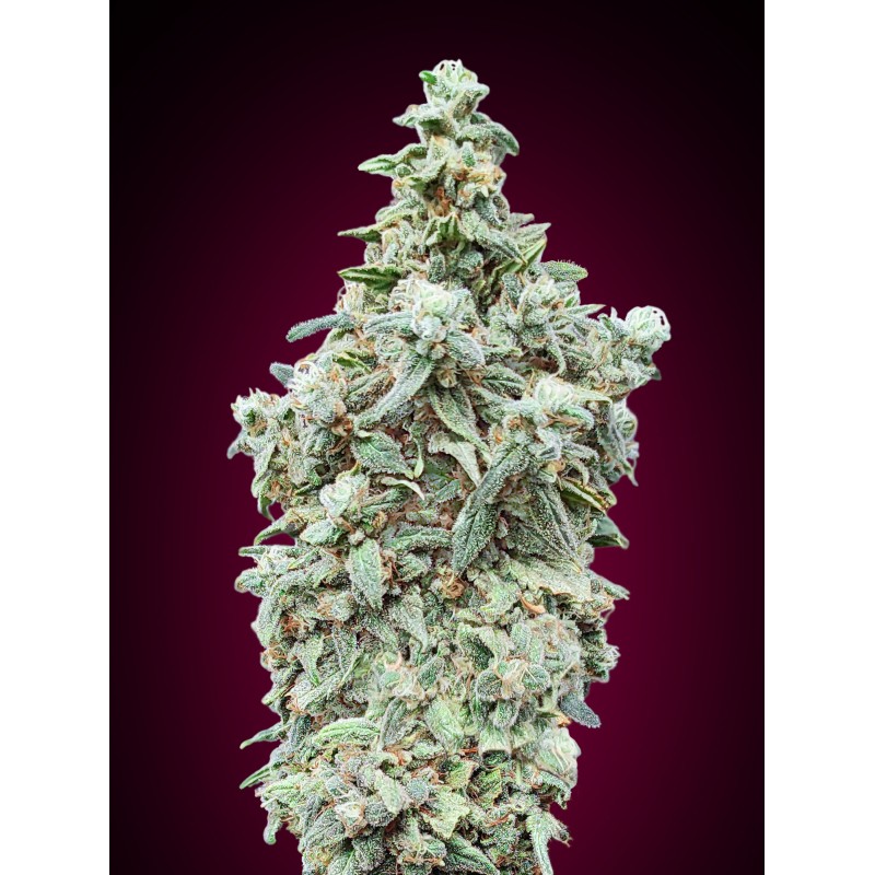 Cherry Pie · Advanced Seeds · sementes de maconha · Fem
