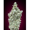 Cherry Pie · Advanced Seeds · semi di canapa indiana · Amnesia