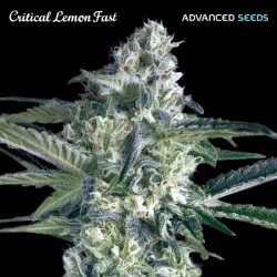 Critical Lemon Fast ·...