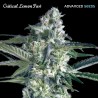 Critical Lemon Fast · Advanced Seeds · semillas de marihuana · Fem