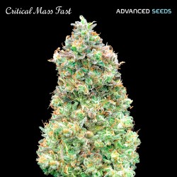 Critical Mass Fast ·...