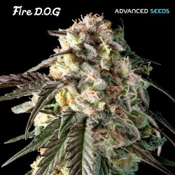 Fire DOG · Advanced Seeds ·...