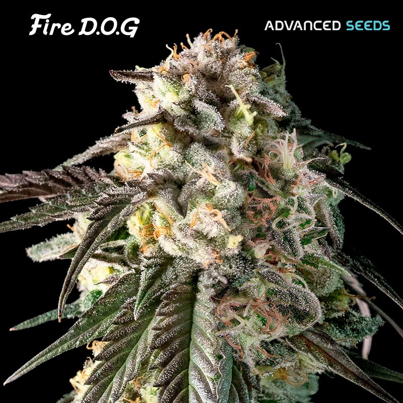 Fire DOG · Advanced Seeds · graines de cannabis · Fem