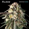 Fire DOG · Advanced Seeds · semi di canapa indiana · Amnesia