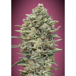 Gelato 33 Fast · Advanced...