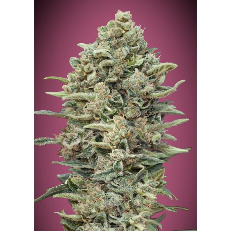 Gelato 33 Fast · Advanced Seeds · sementes de maconha · Fem