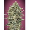 Gelato 33 Fast · Advanced Seeds · kaufen · cannabis samen · Fem