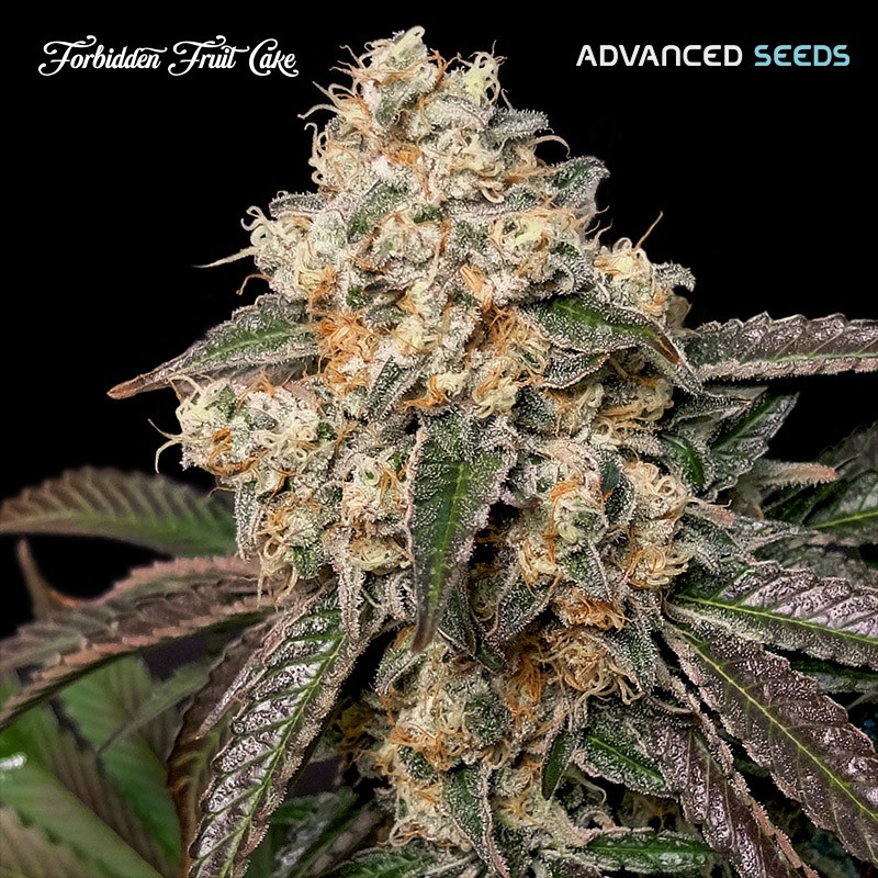 Forbidden Fruit Cake · Advanced Seeds · cannabis seeds · Fem