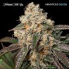 Forbidden Fruit Cake · Advanced Seeds · semi di canapa indiana · Amnesia