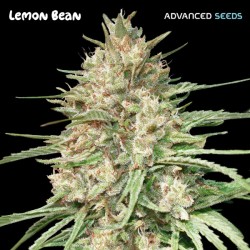 Lemon Bean · Advanced Seeds...