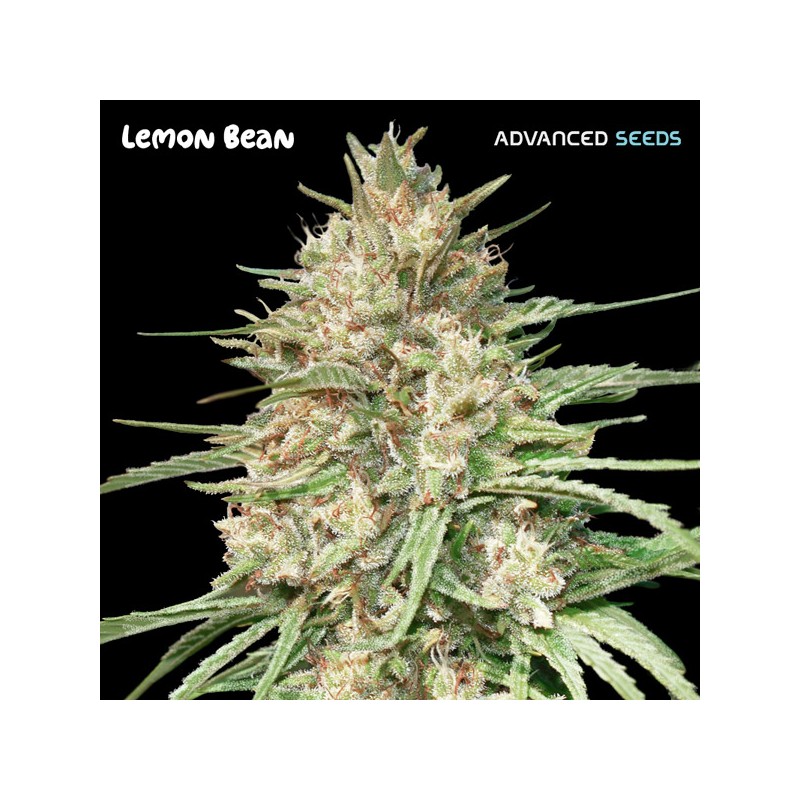 Lemon Bean · Advanced Seeds · cannabis seeds · Fem
