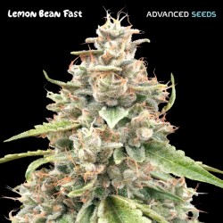Lemon Bean Fast · Advanced...