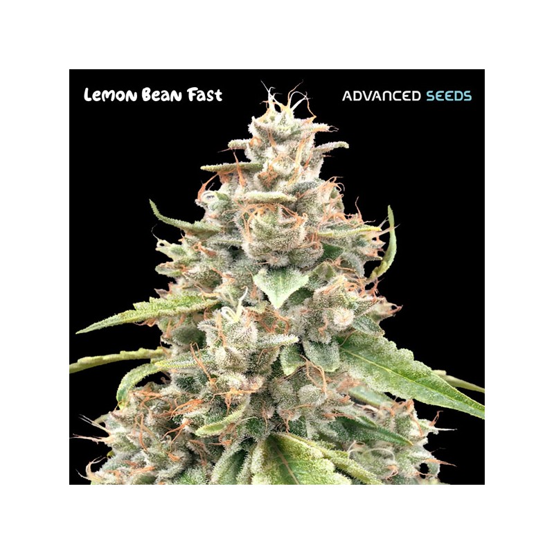 Lemon Bean Fast · Advanced Seeds · semi di canapa indiana · Amnesia