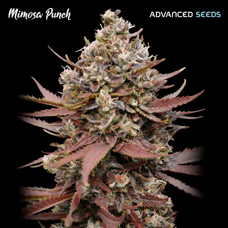 Mimosa Punch · Advanced Seeds · semi di canapa indiana · Amnesia