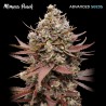 Mimosa Punch · Advanced Seeds · semi di canapa indiana · Amnesia