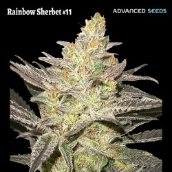 Rainbow Sherbet 11 ·...
