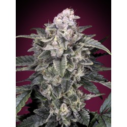 Slurricane · Advanced Seeds...