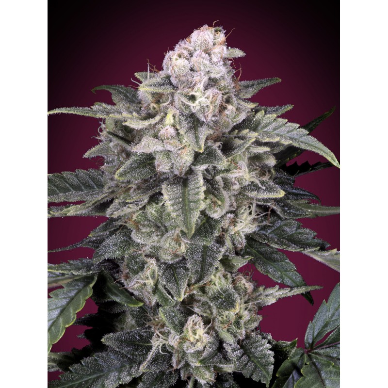 Slurricane · Advanced Seeds · semi di canapa indiana · Amnesia