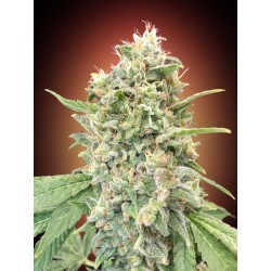 Strawberry Banana ·...