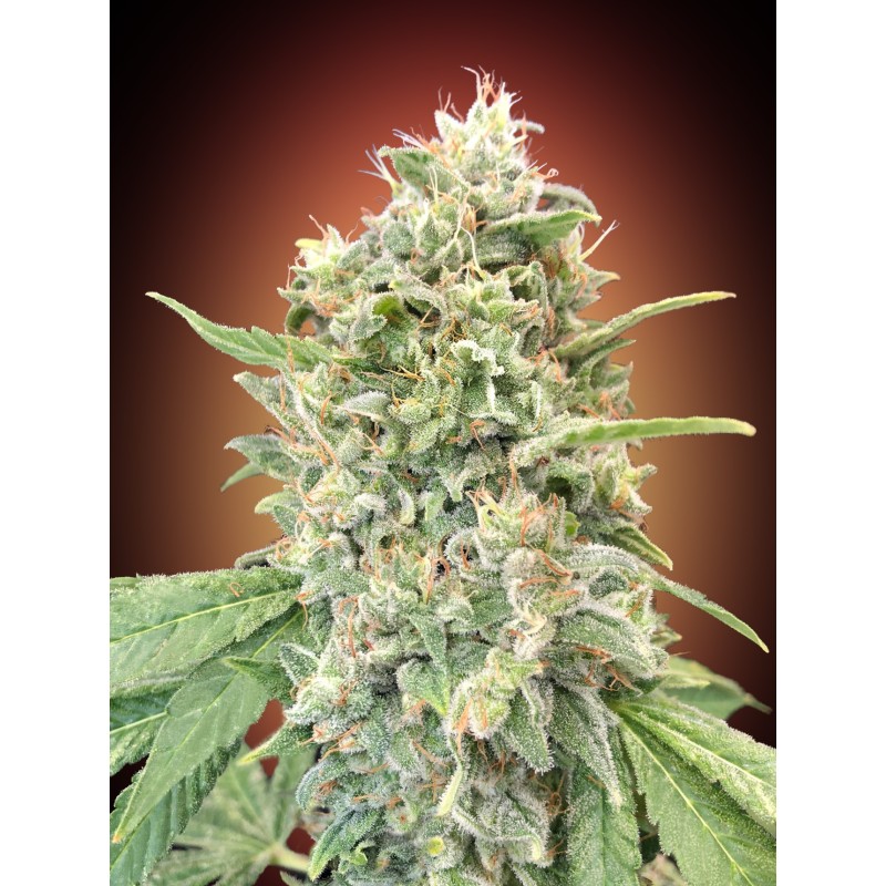 Strawberry Banana · Advanced Seeds · sementes de maconha · Fem