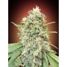 Strawberry Banana · Advanced Seeds · semillas de marihuana · Fem