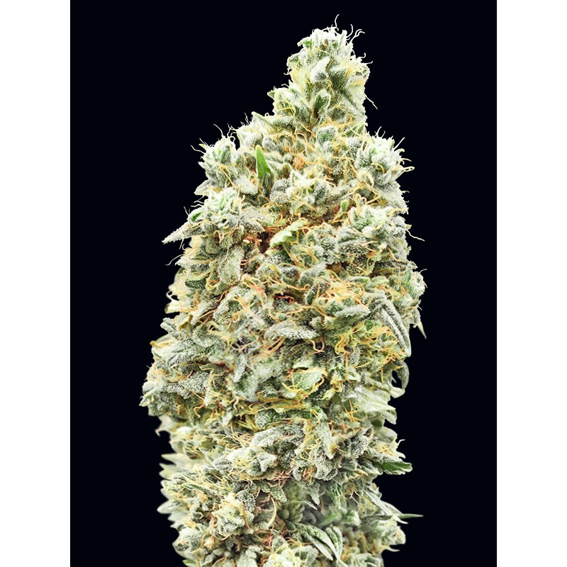 Strawberry Banana Fast · Advanced Seeds · sementes de maconha · Fem