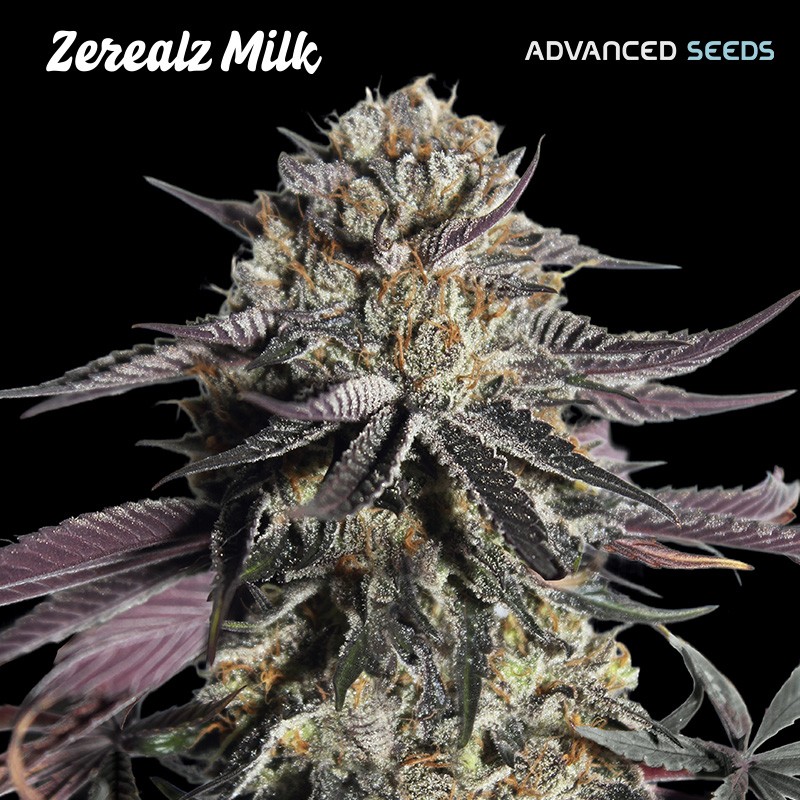 Zerealz Milk · Advanced Seeds · semi di canapa indiana · Amnesia