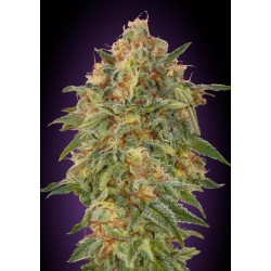 Zkittlez · Advanced Seeds ·...