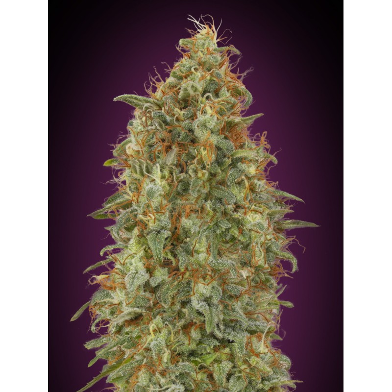 Zkittlez Fast · Advanced Seeds · graines de cannabis · Fem