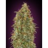 Zkittlez Fast · Advanced Seeds · graines de cannabis · Fem