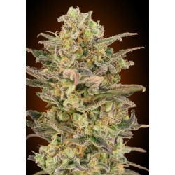 Somango Glue · Advanced...
