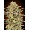 Somango Glue · Advanced Seeds · cannabis seeds · Fem